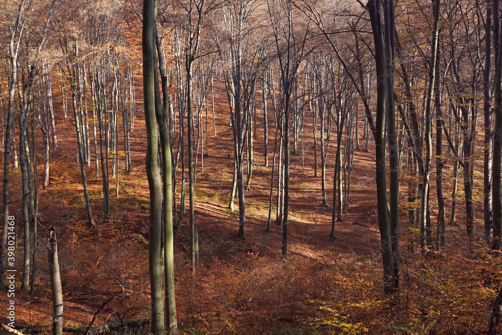 Fototapeta premium Autumn old beech forest on a sunny october morning. Fall season beech forest landscape.