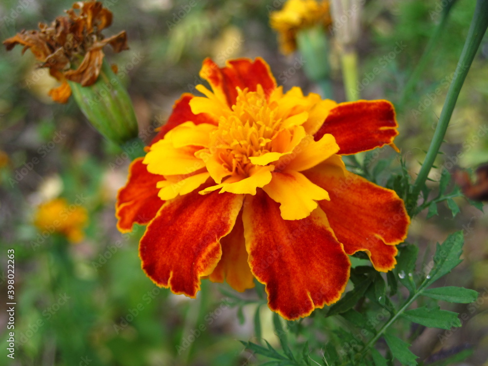 Macro mode. Large orange-red flower close-up