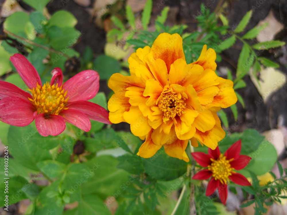 orange flower orange flower