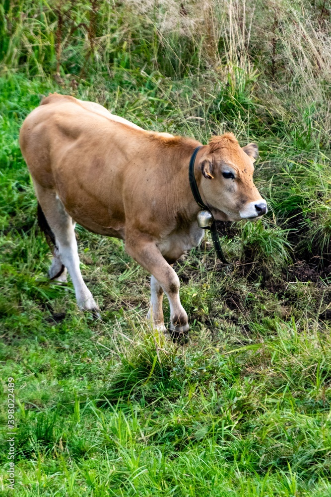 portrait of aubrac cow in pasture portrait of aubrac cow in pasture