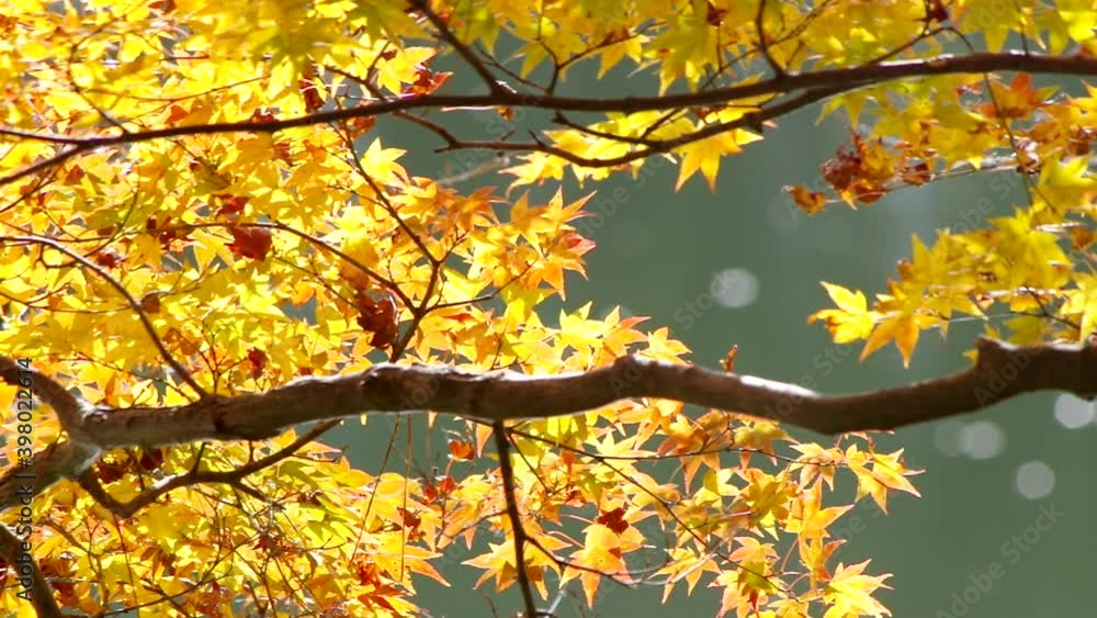 川の流れと紅葉 キラキラと光る川の流れ 秋の皮と紅葉 川の流れと紅葉 キラキラと光る川の流れ 秋の皮と紅葉