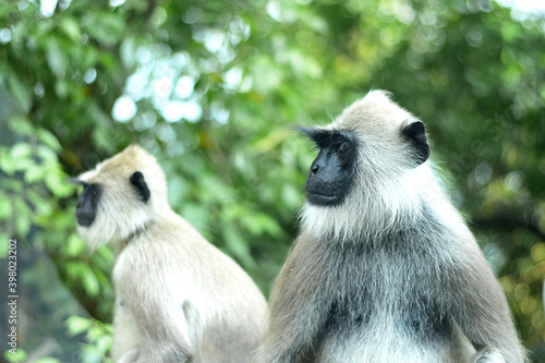 Langur monkey in the forests of Western Ghats in Karnataka