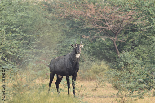 A lone male Blue Bull or Nilgai as it is called in India spotted in Rajasthan photo