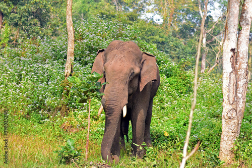 An angry lone tusker standing in Muthanga forest on Kerala Karnataka border in India