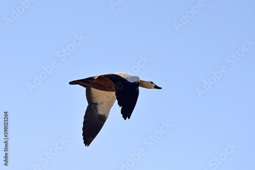  A RUddy Shelduck flying over Naliasar Lake in Rajasthan, India