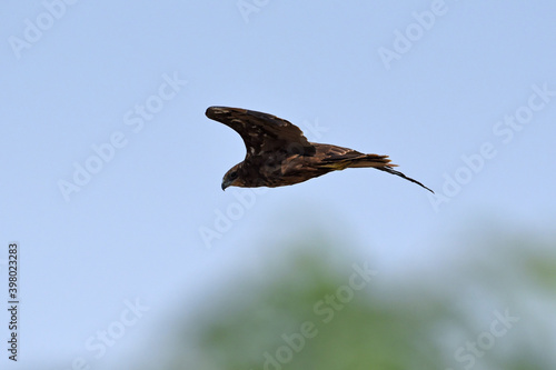 A Steppe Eagle circling over Naliasar Lake in Rajasthan