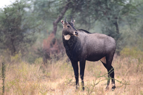 A lone male Blue Bull or Nilgai as it is called in India spotted in Rajasthan