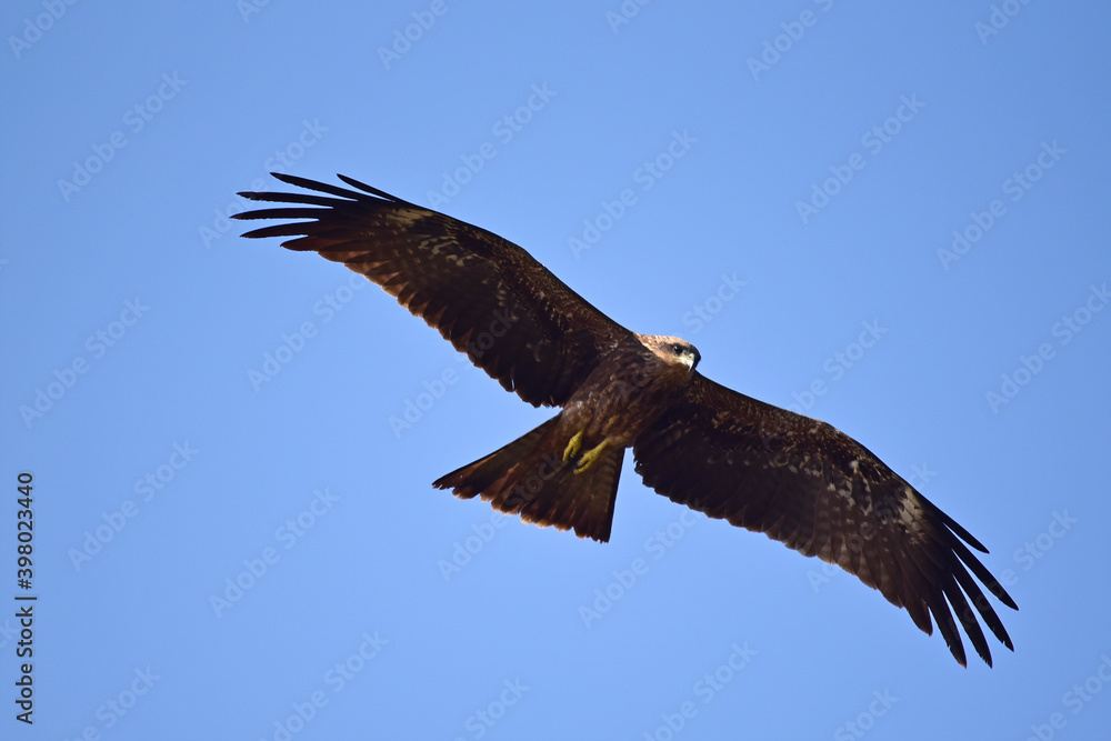 A Steppe Eagle circling over Neota Lake in Rajasthan A Steppe Eagle circling over Neota Lake in Rajasthan