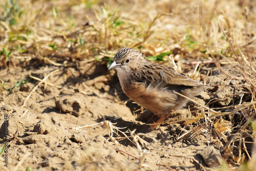 A little brown bird foraging for food in the grass