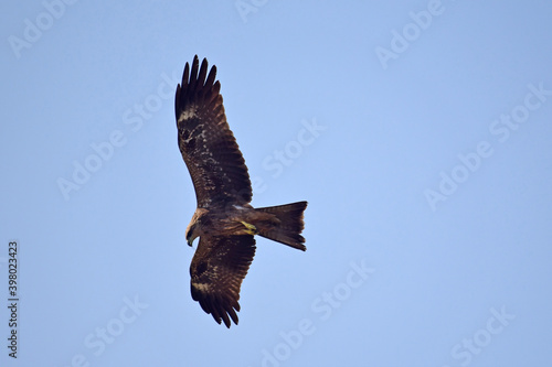 A Steppe Eagle circling over Neota Lake in Rajasthan © Sajeev