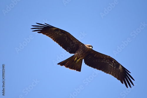 A Steppe Eagle circling over Neota Lake in Rajasthan
