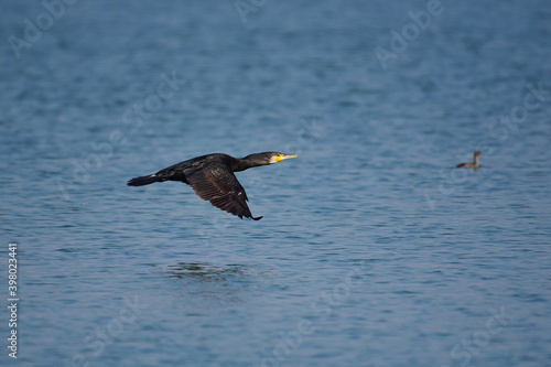 A Cormorant flying over Neota Lake in Rajasthan