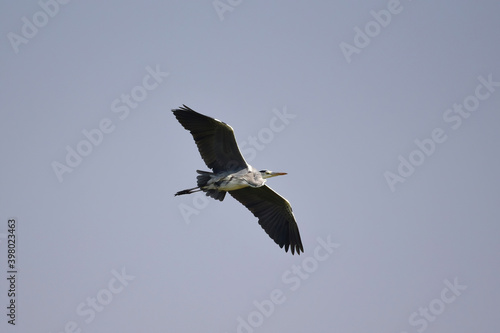 A Heron flying over Neota Lake near Jaipur, Rajasthan, India