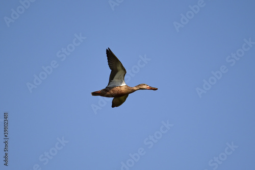 A migratory duck flying over Neota Lake in Rajasthan