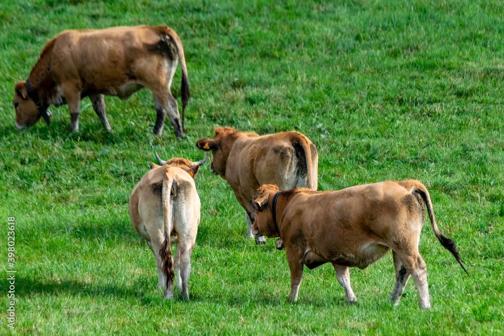 flock of aubrac cows in pasture flock of aubrac cows in pasture