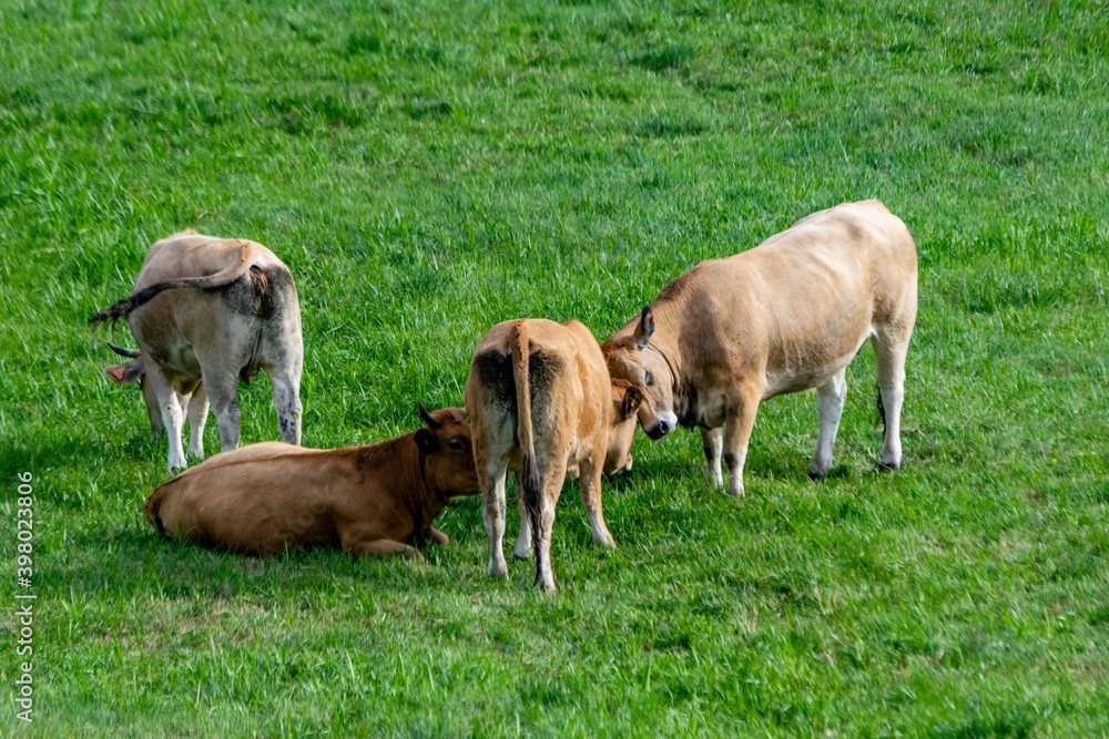 flock of aubrac cows in pasture