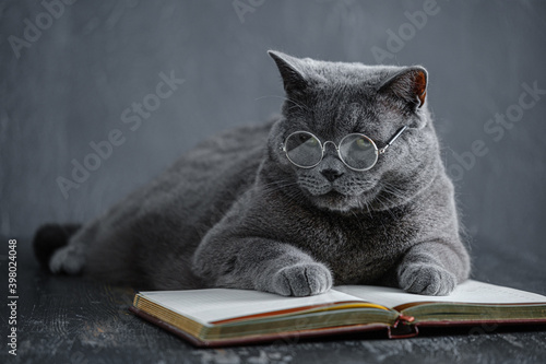 a young big gray British cat in round transparent glasses lies on a notebook, a notebook.