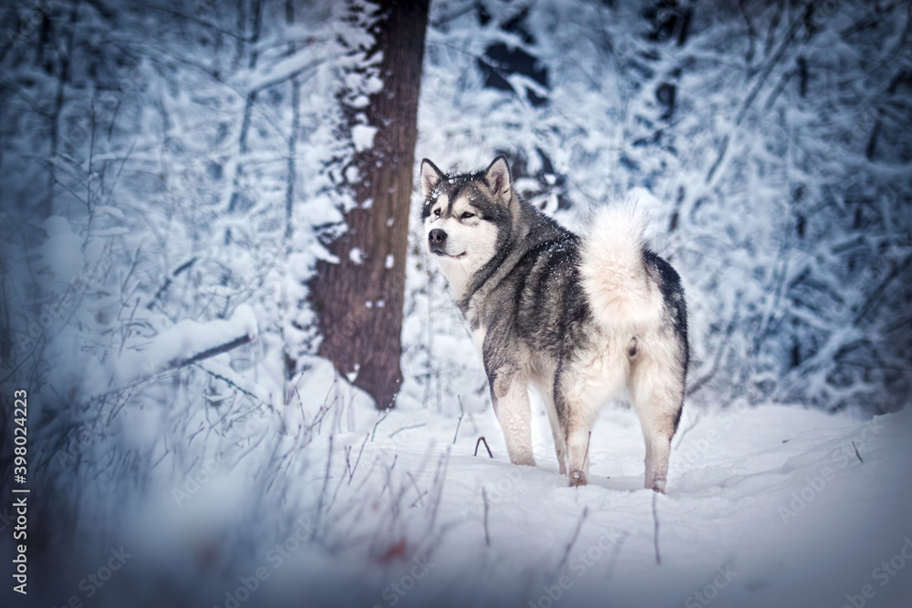 Obraz premium dog in frosty snow in winter, alaskan malamute