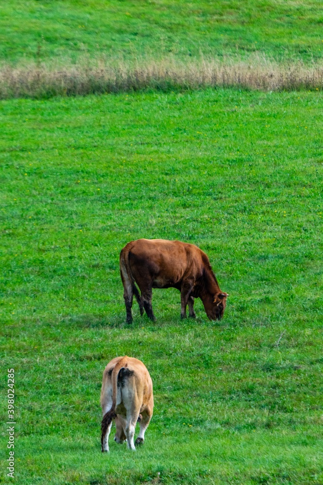 flock of aubrac cows in pasture flock of aubrac cows in pasture