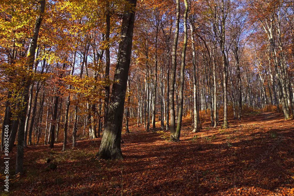 Obraz premium Fall season beech forest landscape in sunny day.