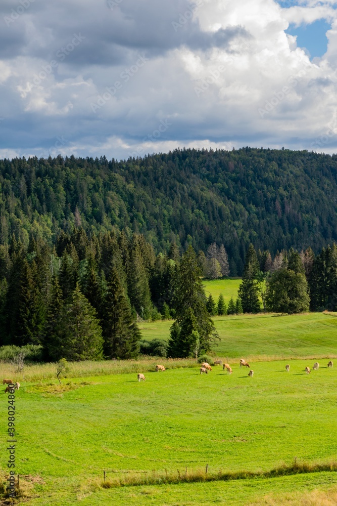 landscape with flock of aubrac cows