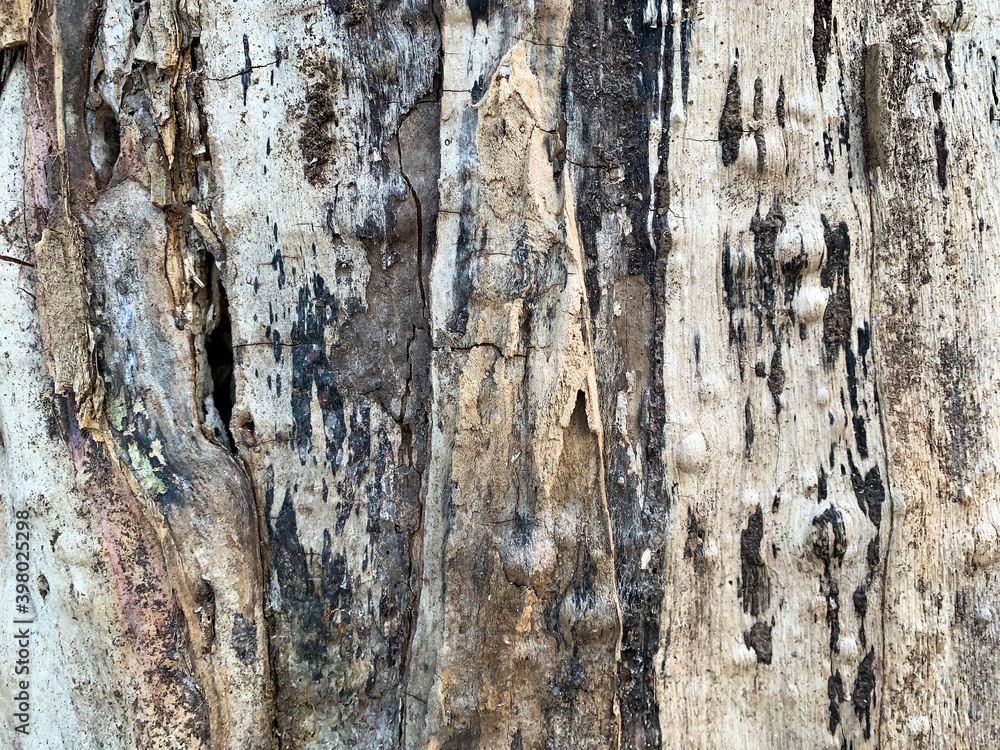Obraz premium Rough wood background. Tree trunk.