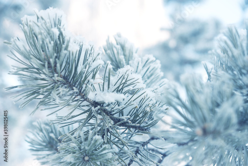 Pines in hoarfrost