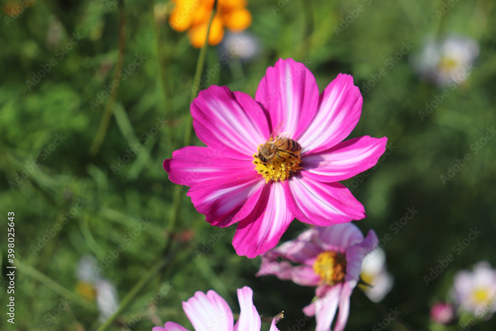 Fototapeta premium ピンク コスモス 秋桜 蜂 ハチ 花畑 鮮やか 綺麗