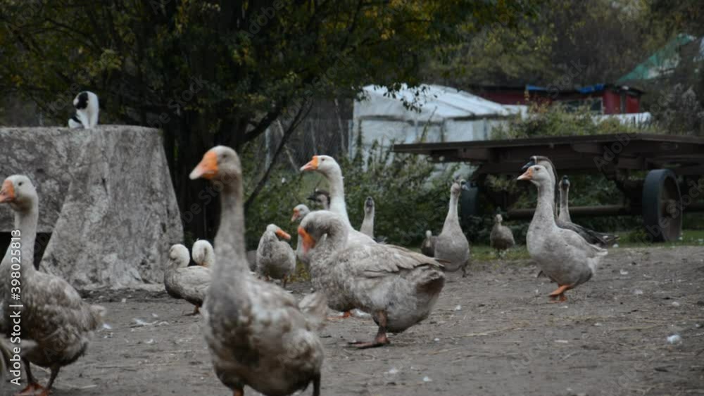 Herd of geese in the Russian village Herd of geese in the Russian village