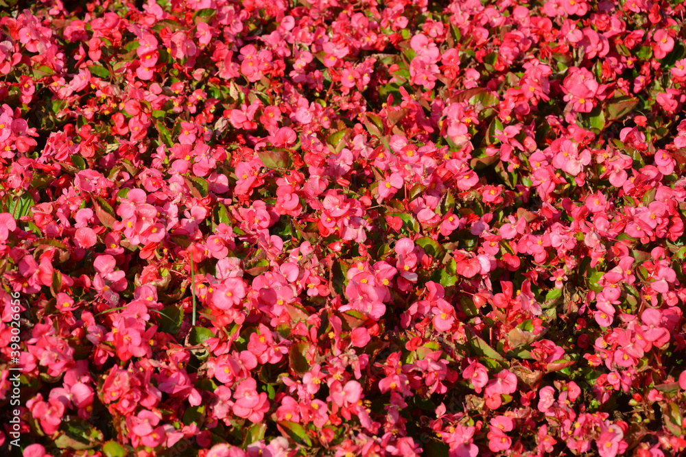 groups of small red flowers blossoms in sunny day in the garden
