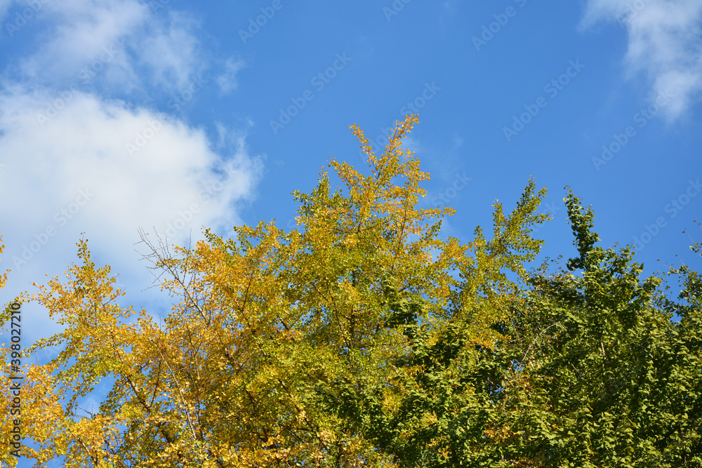 half green and half yellow of Ginkgo biloba tree in sunny day half green and half yellow of Ginkgo biloba tree in sunny day
