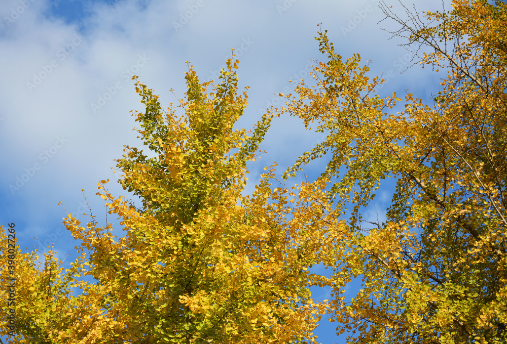 Ginkgo biloba turns to yellow under blue cloudy sky in sunny afternoon