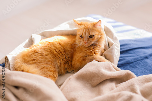 Fototapeta Naklejka Na Ścianę i Meble -  Cute ginger cat lying in bed. Fluffy pet comfortably settled to sleep. Cozy home background with funny pet