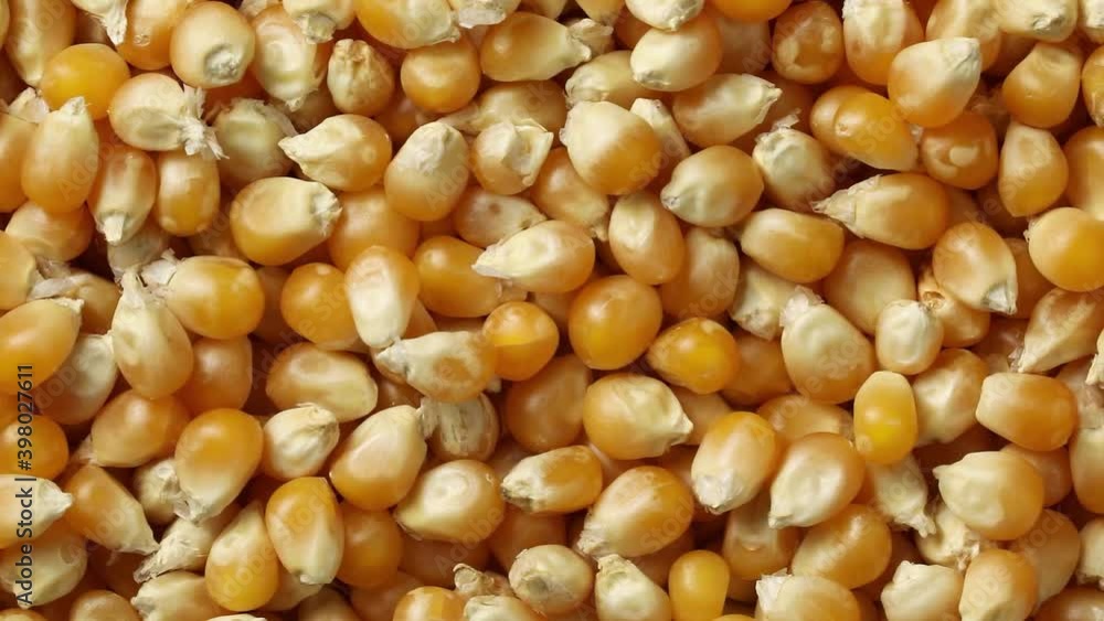 Dried orange corn kernels full frame close up Dried orange corn kernels full frame close up