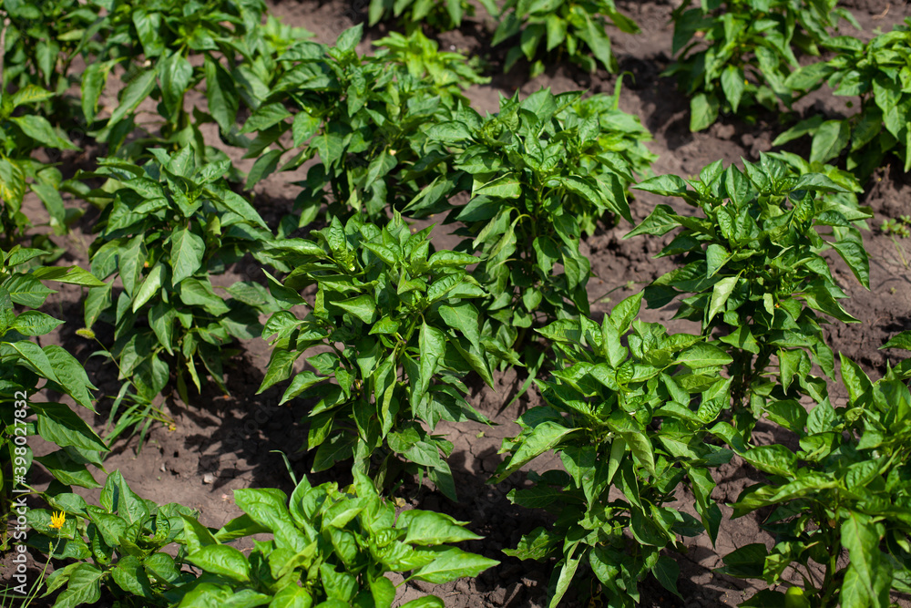 summer time. green pepper. bushes of garden bell pepper. evenly planted pepper trees. sunny day. summer time. green pepper. bushes of garden bell pepper. evenly planted pepper trees. sunny day.