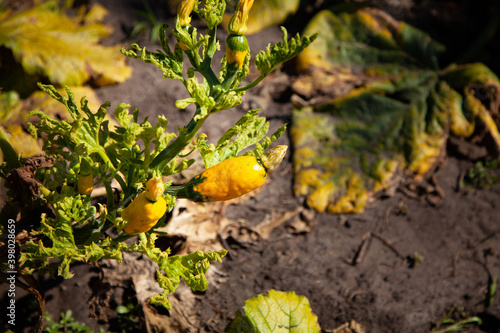 summer time. a large bush of zucchini. sick plant. Leaves eaten by aphids. Garden pests. Vegetable virus. Small ugly yellow zucchini.