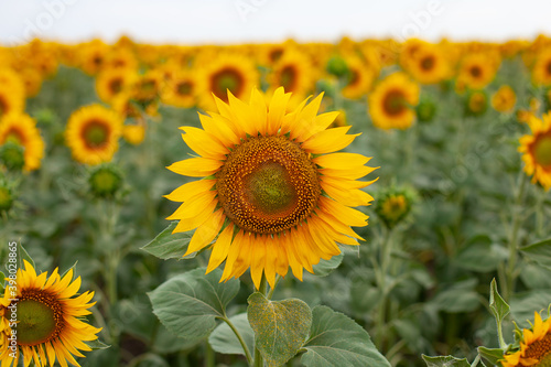 large horizontal photo. Nature. Ecology. Summer time. Environment. Cultivated plants. A large clear sunflower against the background of a field of small sunflowers. Future harvest of seeds and oil.