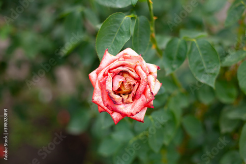 summer time. one coral rose on a bush. fading flower. old plant. roses in the garden. garden decor.