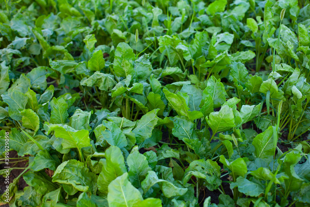 horizontal photo. summer time. sunny day. beetroot field. field of green beet foliage. Beetroot leaves without fruits. cultivated plants.
horizontal photo. summer time. sunny day. beetroot field. field of green beet foliage. Beetroot leaves without fruits. cultivated plants.