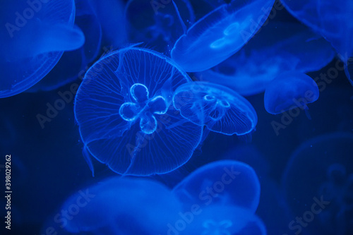Jellyfish swimming in a blue sea © Stefanie