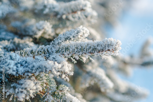 Branches of blue spruce is covered with snow
