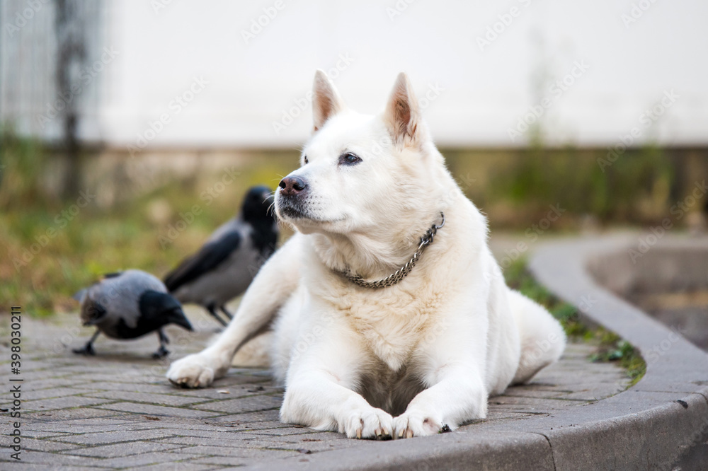 Old white swiss shepherd dog poses outside