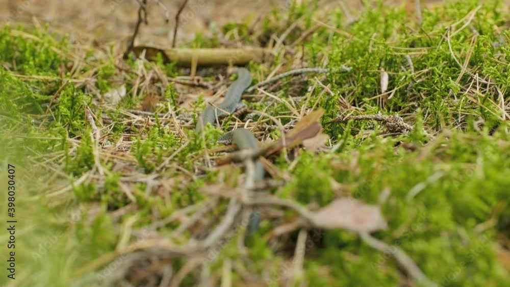 Grass Snake crawls in vibrant green grass in the forest, autumn daylight Grass Snake crawls in vibrant green grass in the forest, autumn daylight