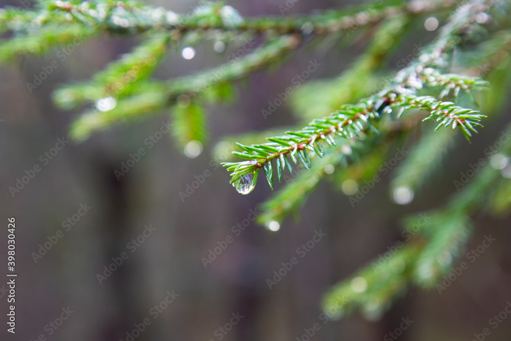 Spruce tree after the rain. A bright evergreen pine tree green needles branches with rain drops. Fir-tree with dew, conifer, spruce close up, blurred background. Autumn forest