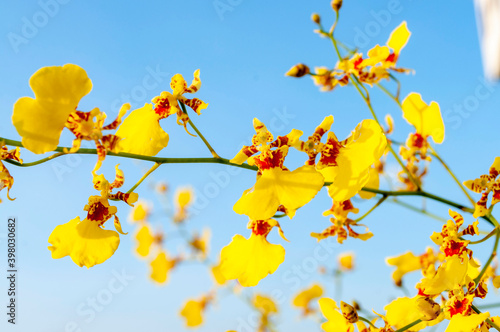 Yellow orchid flower on blue background