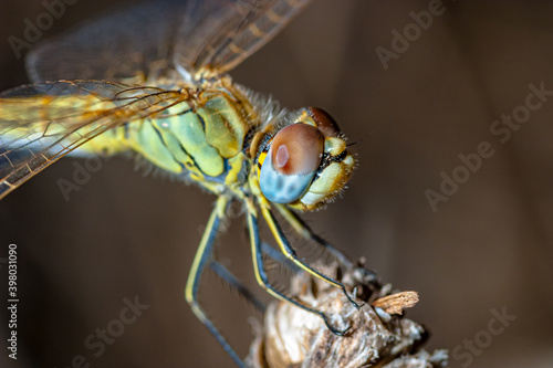 Dragonfly ( sympetrum sp ) © David Acosta Allely