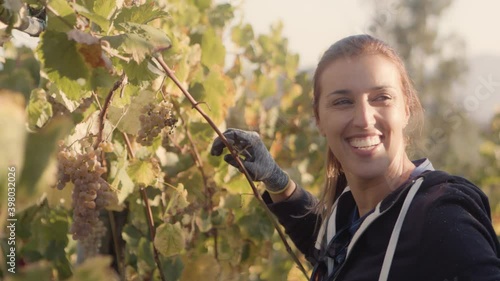 Attractive young woman farmer harvesting ripe white grapes in sunny vineyard photo