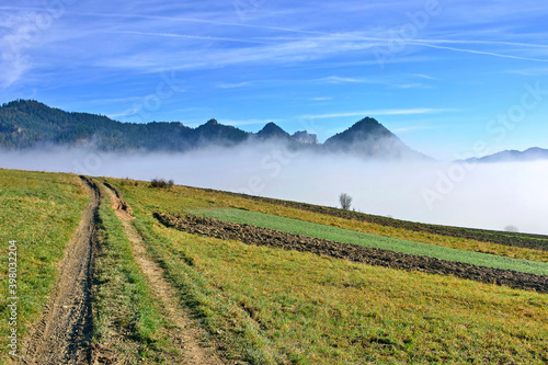 In the early morning   ground road crosses the foggy mountains  Pieniny  Poland