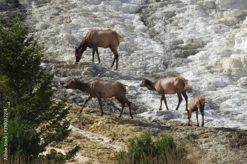 Elk at Mammoth Hot Springs