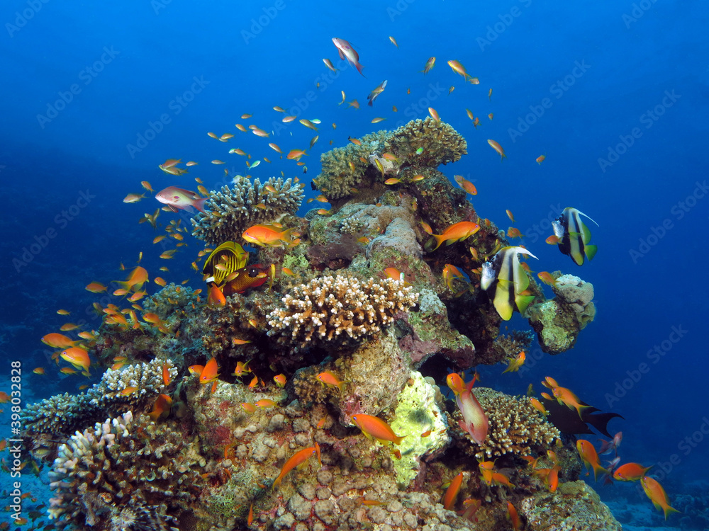 Obraz premium Fish aggregating around a beautiful coral pinnacle in the Red Sea